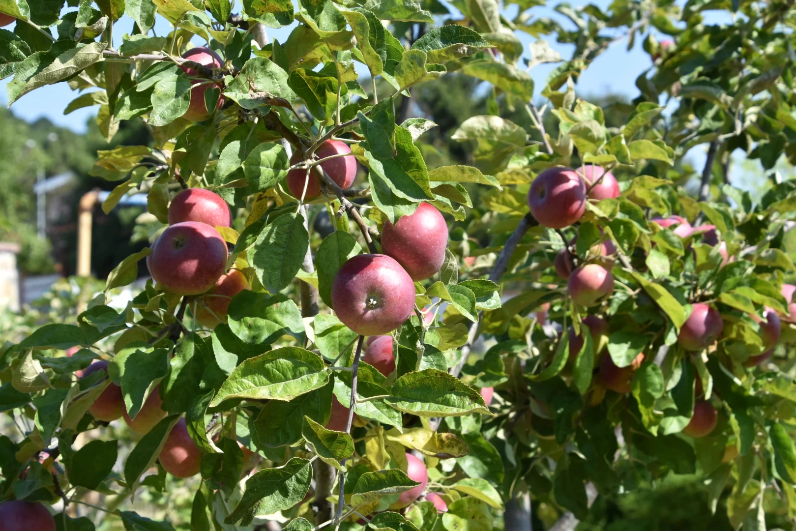 Çamlık Meyve Bahçesi Çevre Düzenlemesi