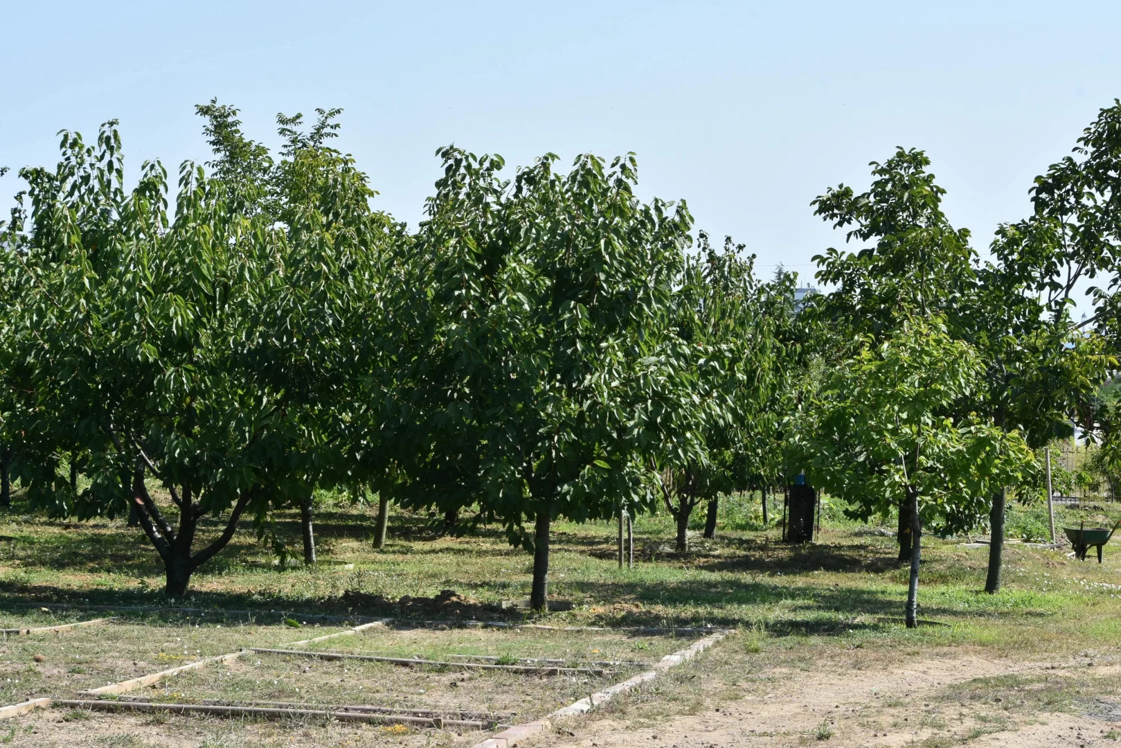 Çamlık Meyve Bahçesi Çevre Düzenlemesi